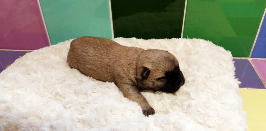 CHIOTS CAIRN TERRIER