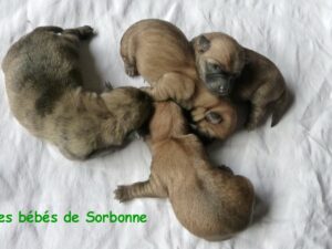 LES BEBES DE SORBONNE