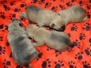 LES BEBES DE SORBONNE