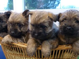 LES BEBES DE SORBONNE