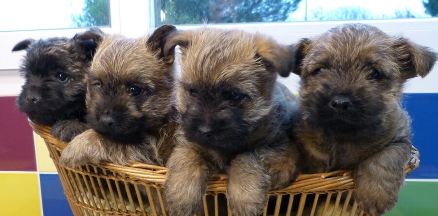 LES BEBES DE SORBONNE