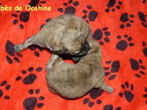 LES BEBES DE OCAHINE