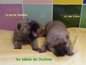 LES BEBES DE OCAHINE