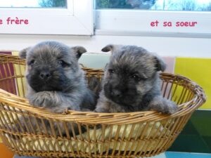 LES BEBES DE OCAHINE