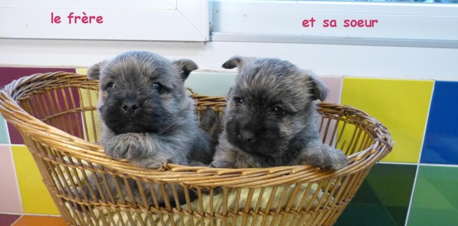 LES BEBES DE OCAHINE