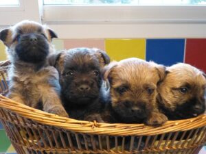 LES BEBES DE SORBONNE