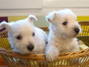 LES BEBES DE SCHIPPIE
