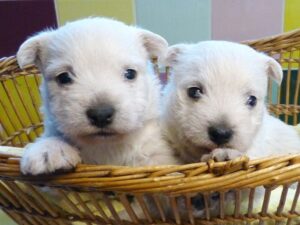LES BEBES DE SCHIPPIE