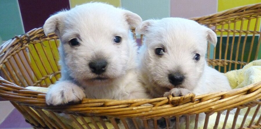 LES BEBES DE SCHIPPIE