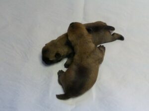 LES BEBES DE SORBONNE