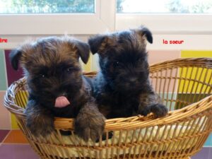 LES BEBES DE SORBONNE