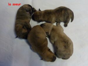 LES BEBES DE SULTANE