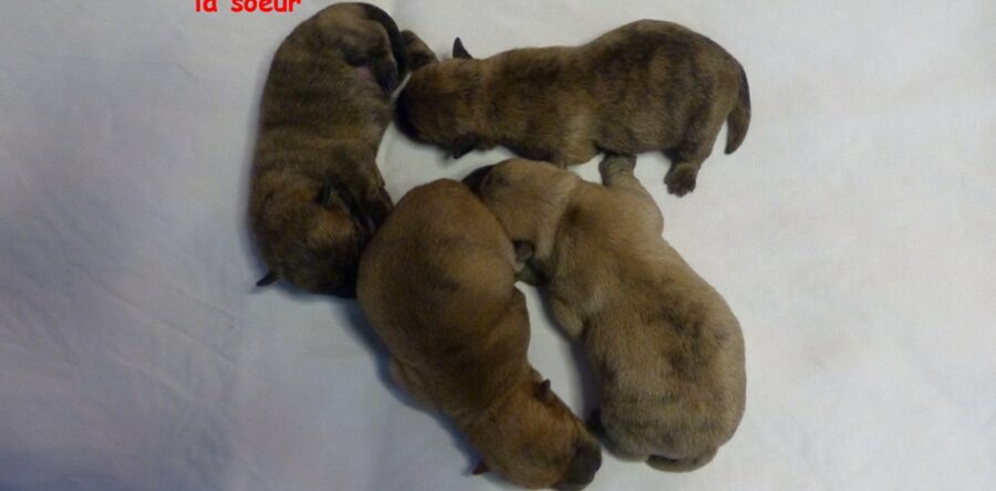 LES BEBES DE SULTANE