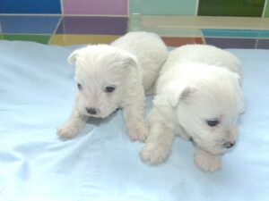 LES BEBES DE SCHIPPIE