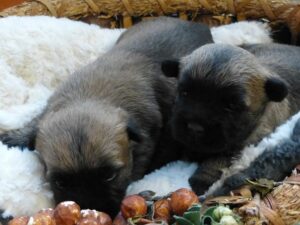LES BEBES DE SORBONNE