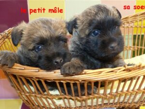 LES BEBES DE SORBONNE