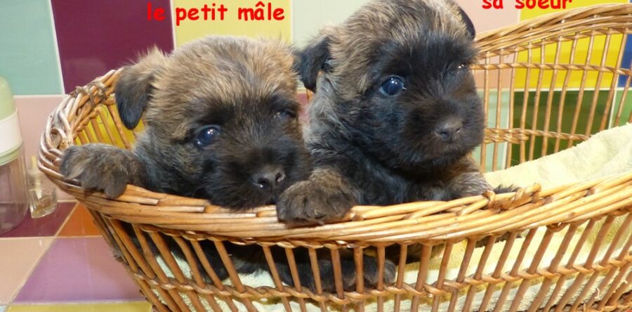 LES BEBES DE SORBONNE