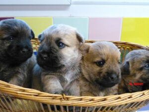 LES BEBES DE SULTANE