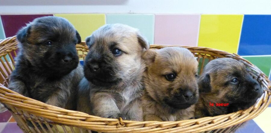 LES BEBES DE SULTANE
