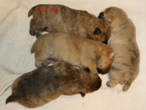 LES BEBES DE SULTANE