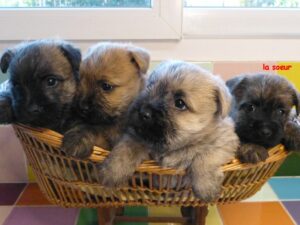 LES BEBES DE SULTANE