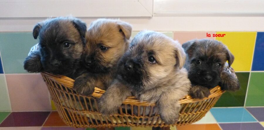 LES BEBES DE SULTANE